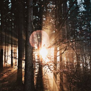 Sonne scheint durch Baueme im Wald